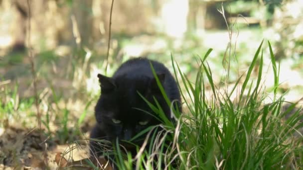 Gato negro sentado en la hierba entre los árboles. primer plano — Vídeos de Stock