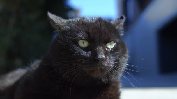 Портрет чорної кішки, що лежить на відкритому повітрі в ясний сонячний день . — стокове відео