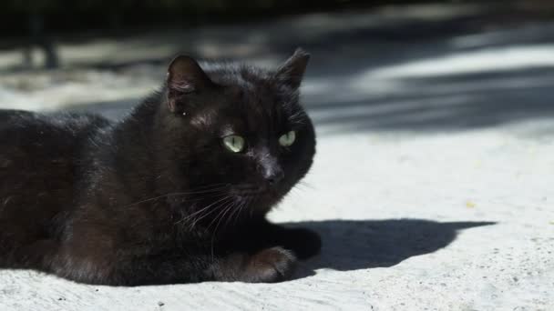 Portrait d'un chat noir couché à l'extérieur par une journée ensoleillée claire . — Video