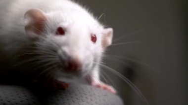 Dairedeki beyaz bir albino faresinin yakın plan portresi.