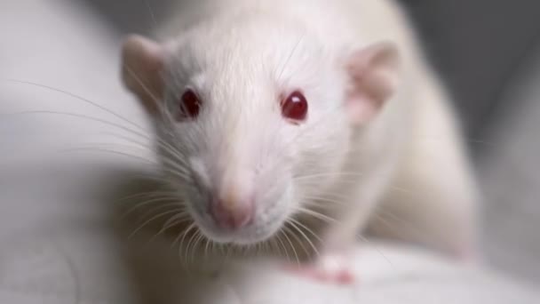 Közelkép portré egy fehér albínó patkány a lakásban — Stock videók