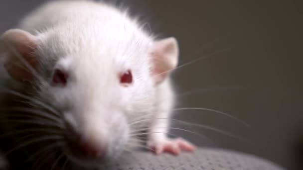 Primo piano ritratto di un ratto albino bianco nell'appartamento — Video Stock