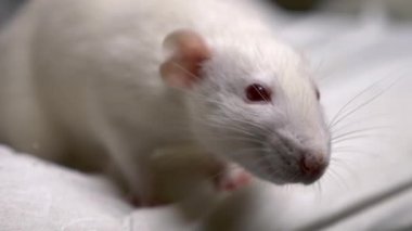 Dairedeki beyaz bir albino faresinin yakın plan portresi.