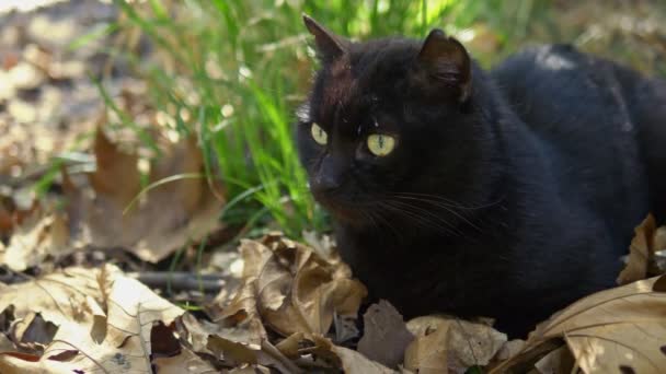 Чорний кіт сидить у траві серед дерев. крупним планом — стокове відео