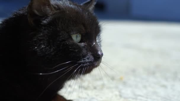 Portrait d'un chat noir couché à l'extérieur par une journée ensoleillée claire . — Video