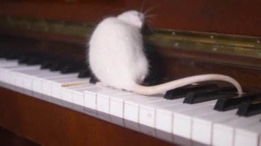 Beyaz sıçan piyano çalıyor. Piyano klavyesinde çalışan beyaz fare