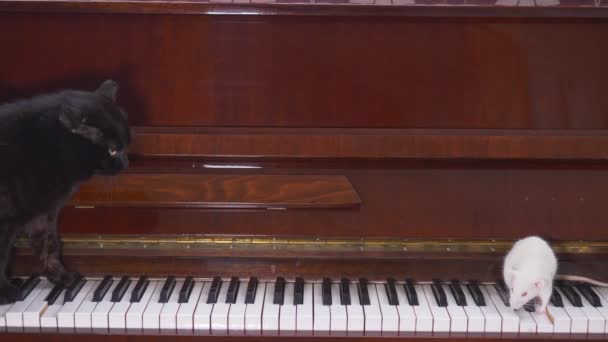 검은 고양이와 흰 쥐가 함께 피아노를 연주하는 모습 — 비디오