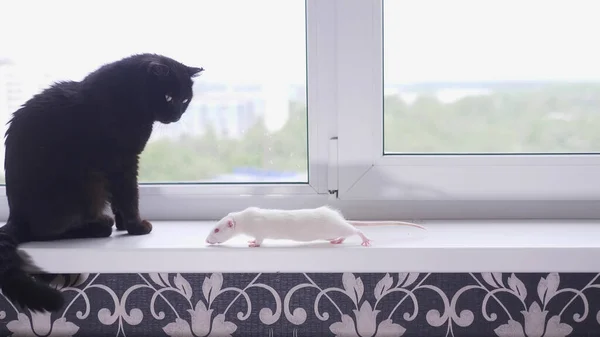 Gato negro y ratón blanco juntos en el alféizar de la ventana —  Fotos de Stock