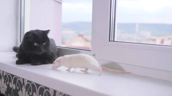 Gato preto e rato branco juntos no peitoril da janela — Fotografia de Stock