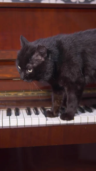 Η γάτα παίζει πιάνο. Κοντινό πλάνο. πατούσες γάτας περπατούν στα πλήκτρα του πιάνου — Φωτογραφία Αρχείου