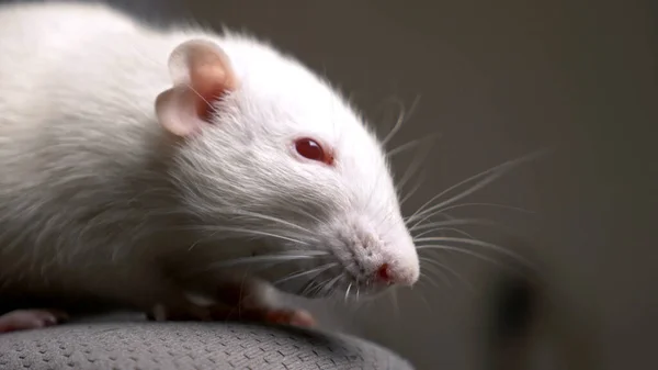 Closeup portrait of a white albino rat in the apartment — Stock Photo, Image