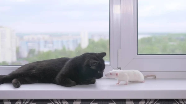 Μαύρη γάτα και άσπρο ποντίκι μαζί στο περβάζι του παραθύρου — Φωτογραφία Αρχείου