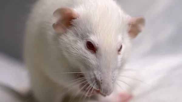 Closeup portrait of a white albino rat in the apartment — Stock Photo, Image