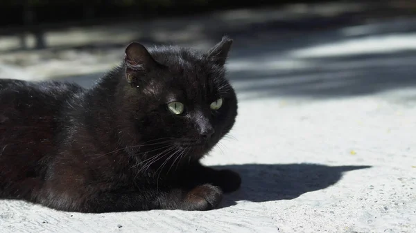 Retrato de un gato negro acostado al aire libre en un día soleado claro . —  Fotos de Stock