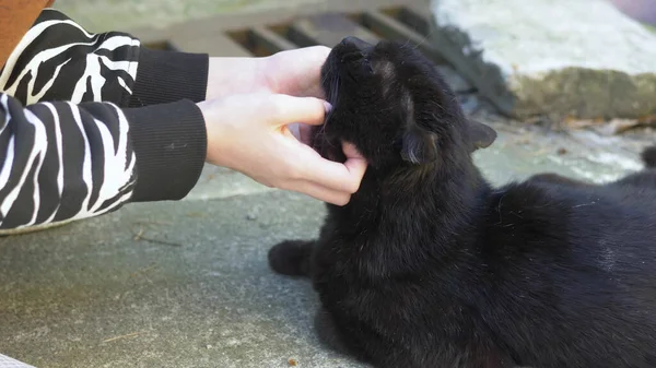 Mani femminili accarezzando un gatto nero all'aperto in una chiara giornata di sole — Foto Stock