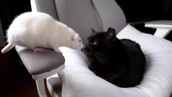 Zwarte kat en witte rat samen op één stoel in huis. — Stockfoto