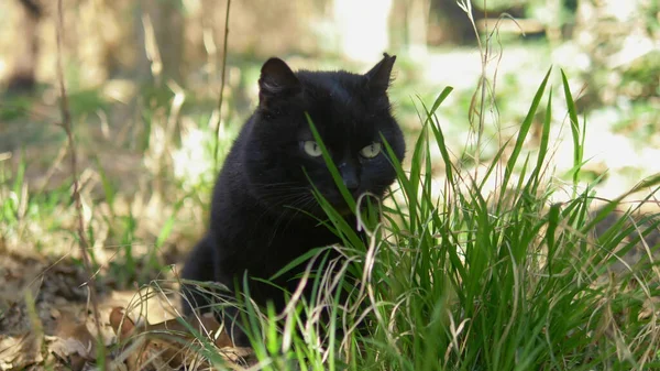 木々の間の草の中に黒い猫が座っている。閉鎖だ — ストック写真