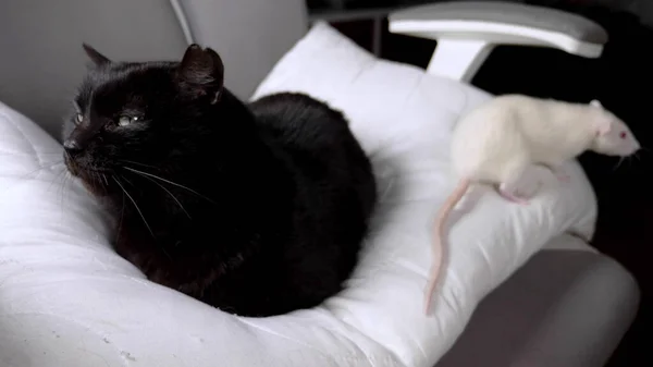 Chat noir et rat blanc ensemble sur une chaise dans la maison . — Photo