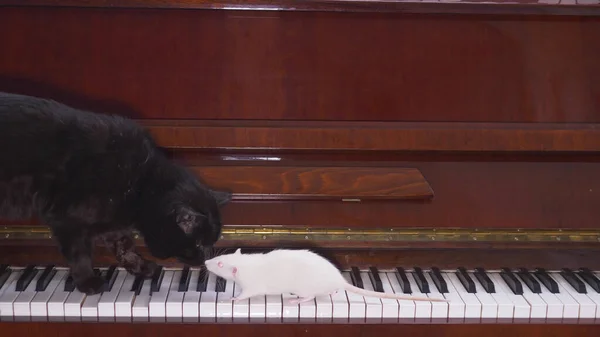 Gato preto e rato branco juntos tocando piano — Fotografia de Stock