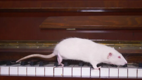 White rat plays the piano. white mouse running on the piano keyboard — Stock Photo, Image