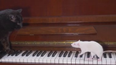 siyah kedi ve beyaz fare birlikte piyano çalıyorlar