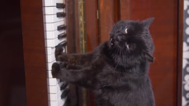 Вертикально. Кіт грає на піаніно. лапи кота гуляють на піаніно — стокове відео