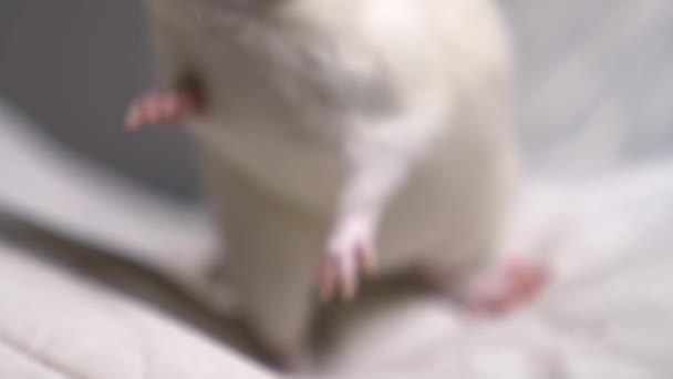 Closeup portrait of a white albino rat in the apartment — Stock Video