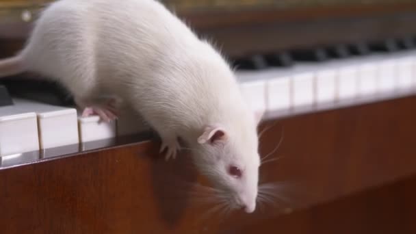 White rat plays the piano. white mouse running on the piano keyboard — Stock Video