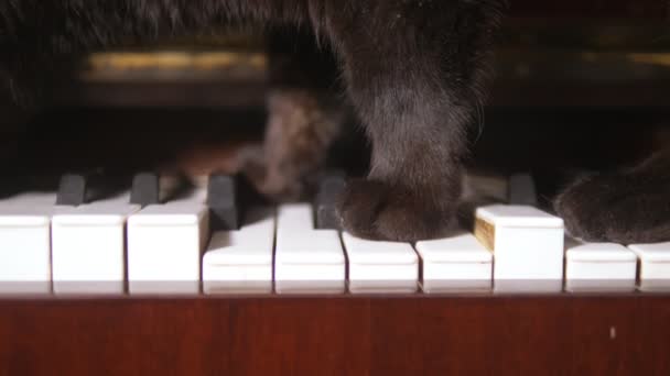Kedi piyano çalıyordu. Yakın plan. Piyano tuşlarında yürüyen bir kedinin pençeleri — Stok video