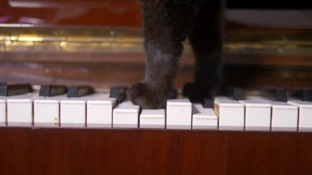 A macska zongorázik. Közelről. egy macska mancsa sétál a zongora billentyűkön — Stock videók