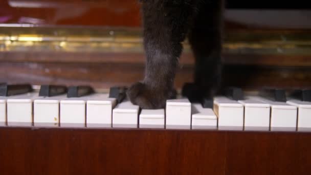 O gato está tocando piano. Fechar. patas de um gato andar sobre as teclas de piano — Vídeo de Stock