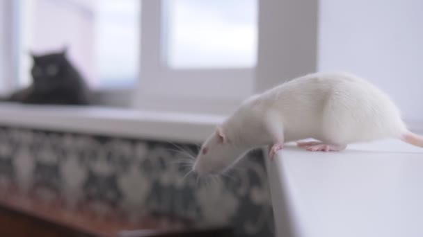 Gato preto e rato branco juntos no peitoril da janela — Vídeo de Stock