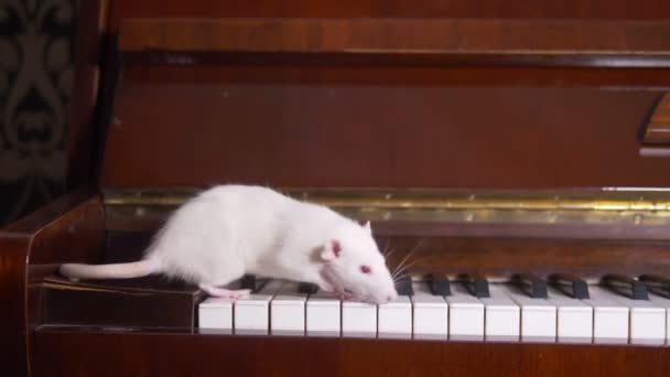 Ο λευκός αρουραίος παίζει πιάνο. λευκό ποντίκι τρέχει στο πιάνο πληκτρολόγιο — Αρχείο Βίντεο