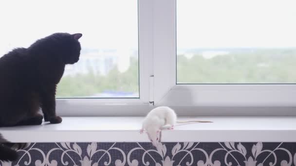 Schwarze Katze und weiße Maus gemeinsam auf der Fensterbank — Stockvideo