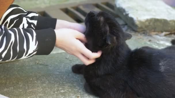 Vrouwelijke handen strelen een zwarte kat buiten op een heldere zonnige dag — Stockvideo