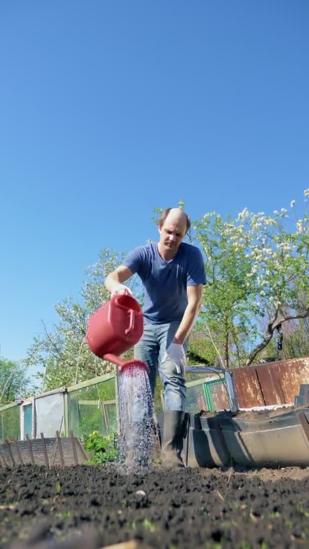 Verticaal. kale man vreugdevol besproeien van de tuin met rode gieter — Stockvideo