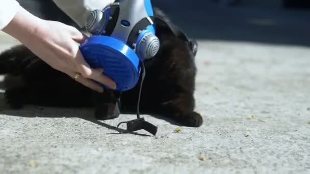 Kvinnliga händer sätter en respirator på en katt utomhus. pandemi — Stockvideo