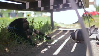 Tasmalı siyah kedi bankın altında ve bir güvercin sürüsünü izliyor.