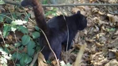 Kara kedi yaz parkındaki bölgeyi işaretliyor.