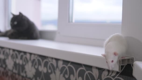 Μαύρη γάτα και άσπρο ποντίκι μαζί στο περβάζι του παραθύρου — Αρχείο Βίντεο