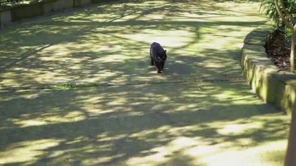 Zwarte kat loopt in het park tussen de bomen. kopieerruimte — Stockvideo