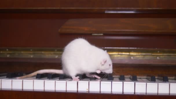 Bílá krysa hraje na klavír. bílá myš běžící na klavírní klávesnici — Stock video