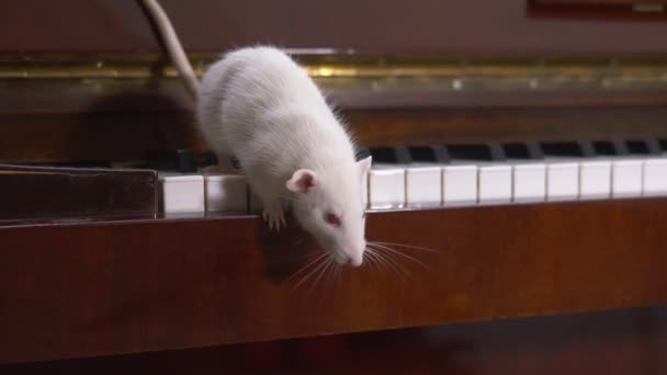 Vit råtta spelar piano. vit mus som springer på pianotangentbordet — Stockvideo