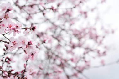 Bir karanlık gökyüzü arka plan üzerinde pembe bahar çiçekleri