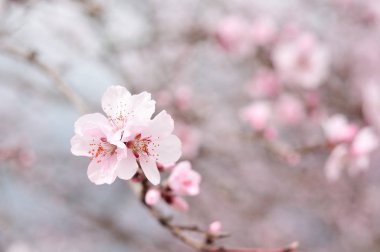 Pembe bahar çiçekleri