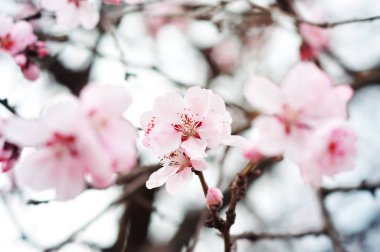 Pembe bahar çiçekleri