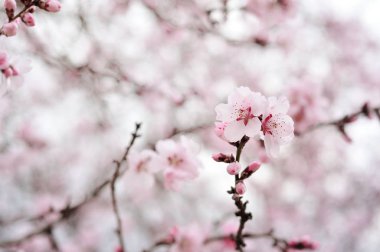 Pembe bahar çiçekleri