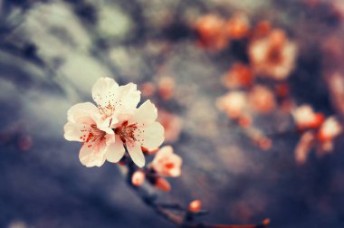 Pembe bahar çiçekleri