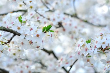 Beyaz bahar çiçekleri