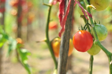 Domatesler bahçede
